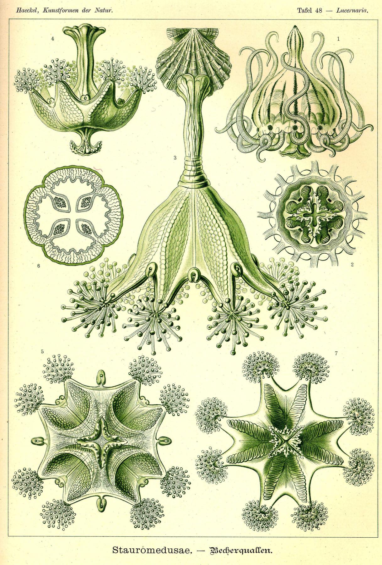 animal-art-of-the-day-for-world-jellyfish-day-ernst-haeckel-s-medusae