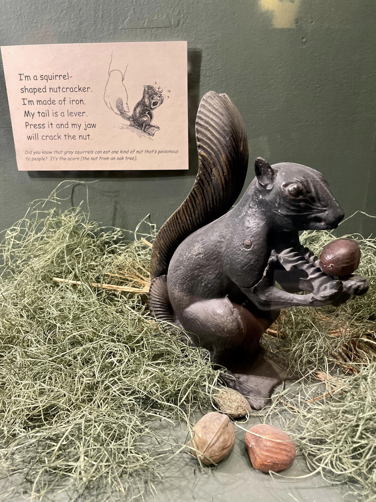 “I'm a squirrel-shaped nutcracker. I'm made of iron. My tail is a lever. Press it and my jaw will crack the nut. Did you know that gray squirrels can eat one kind of nut that's poisonous to people? It's the acorn (the nut from an oak tree).”