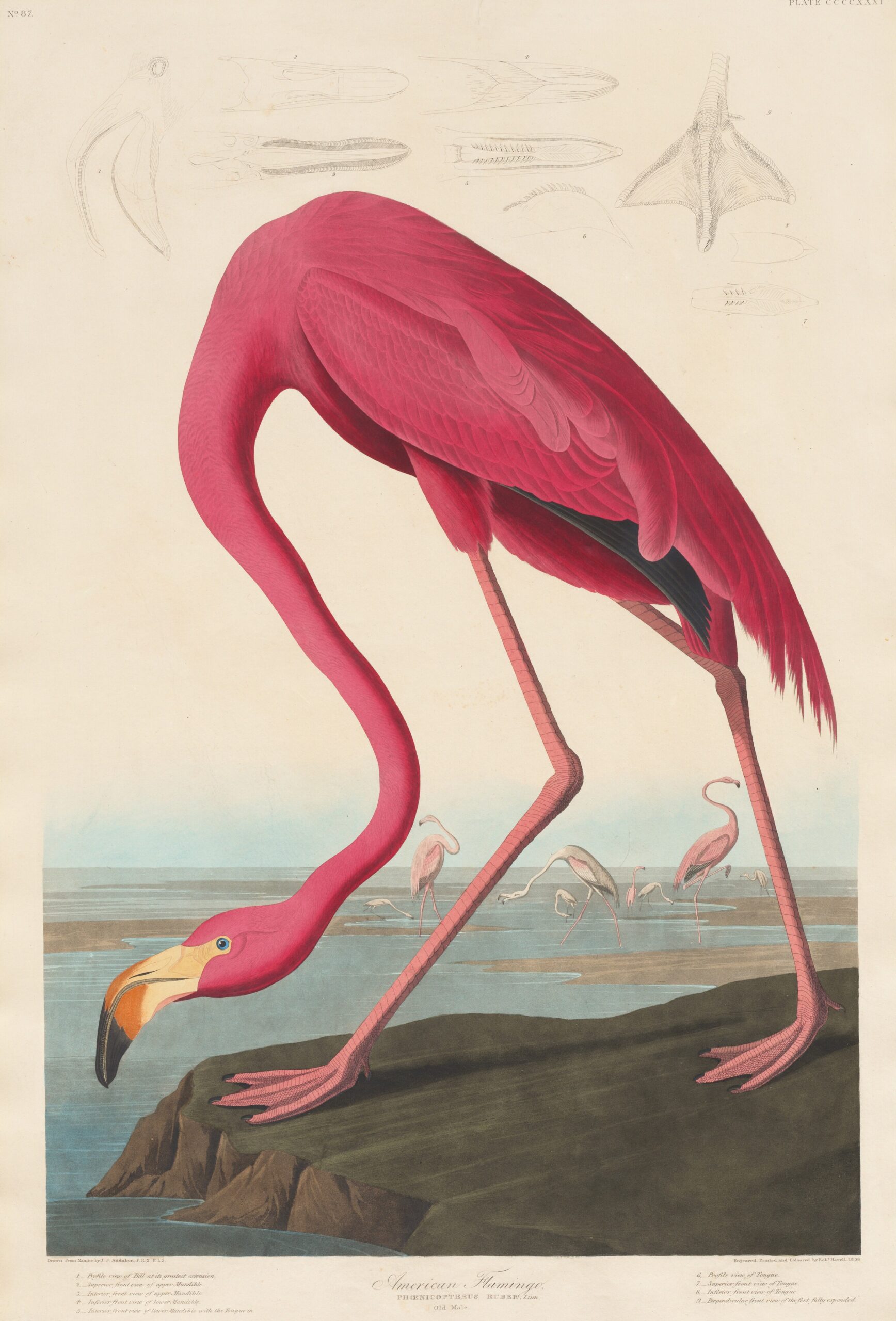 ANIMAL ART OF THE DAY: Today is Both Audubon Day and International Flamingo Day, So Here Is Audubon’s Flamingo!